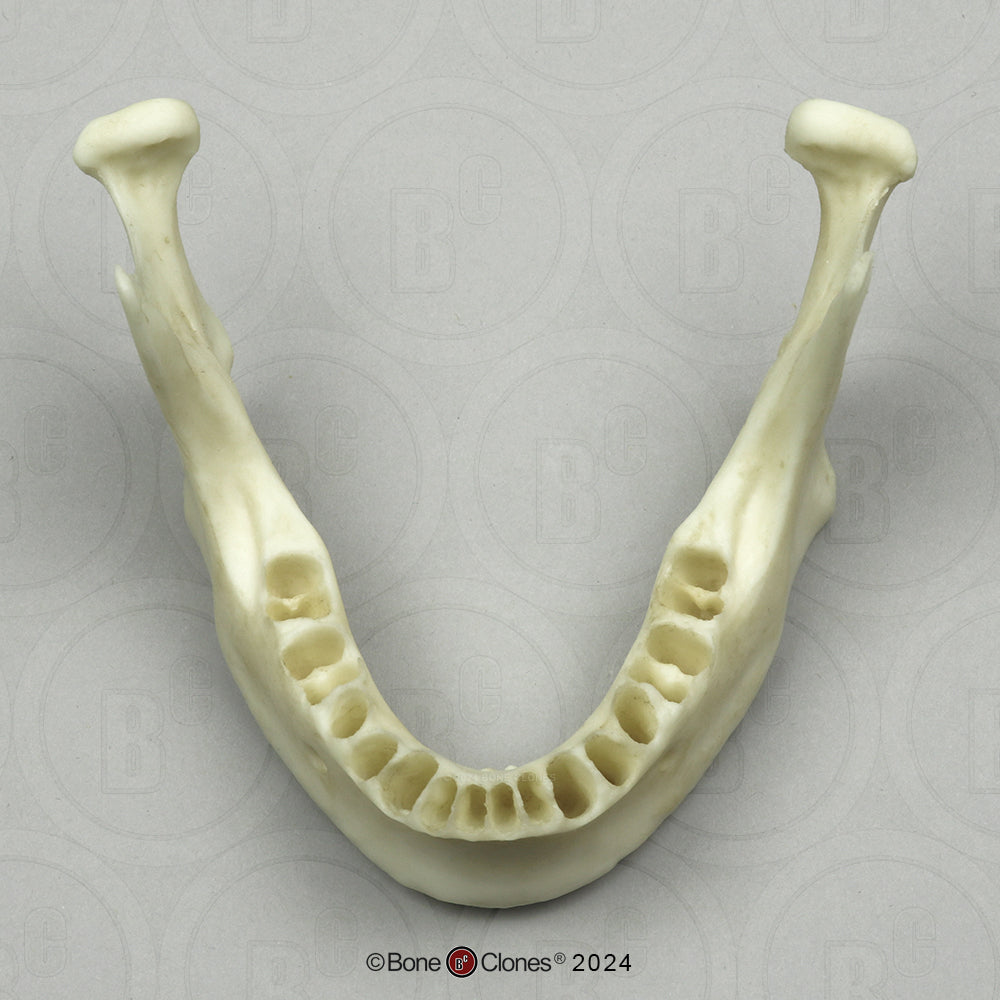 BC-300-D jaw without teeth