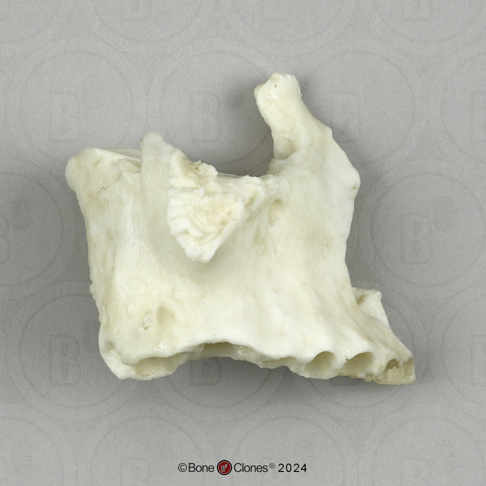 Human Medical Study Skull Model