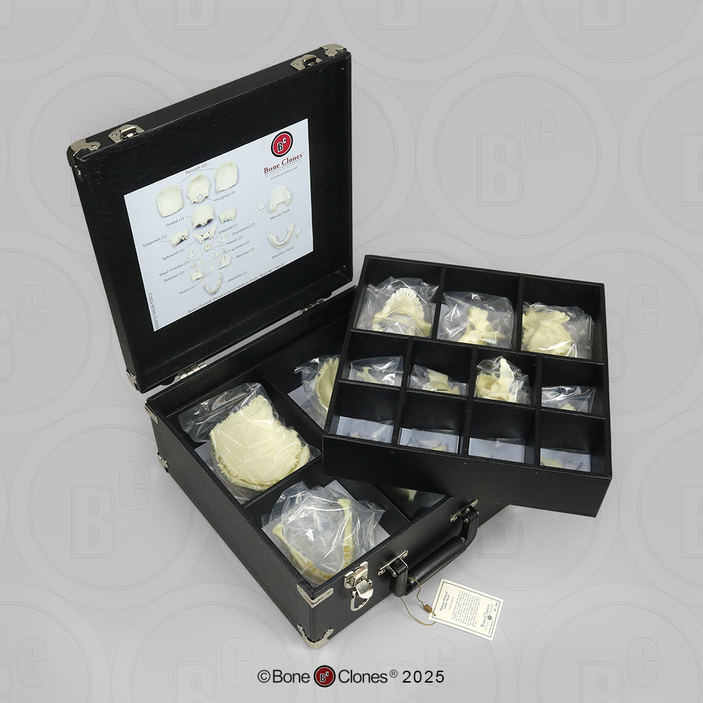 Human Medical Study Skull Model