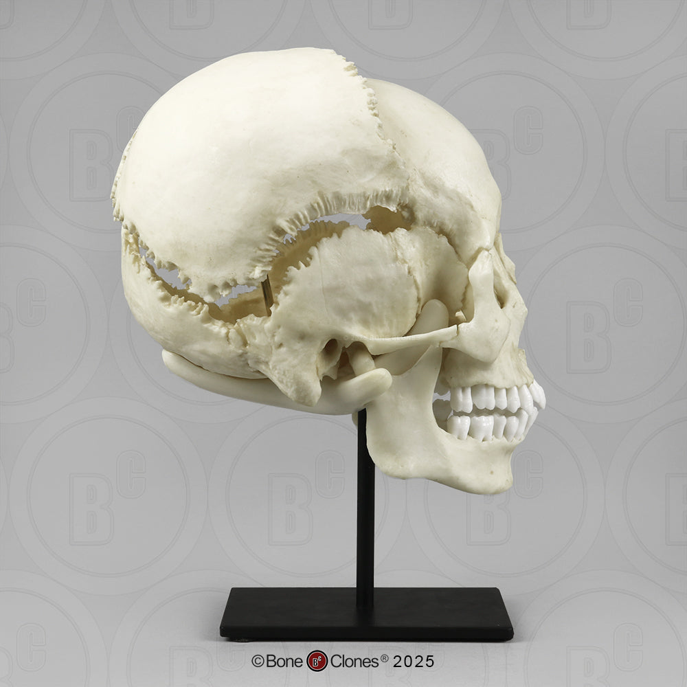 Human Medical Study Skull Model
