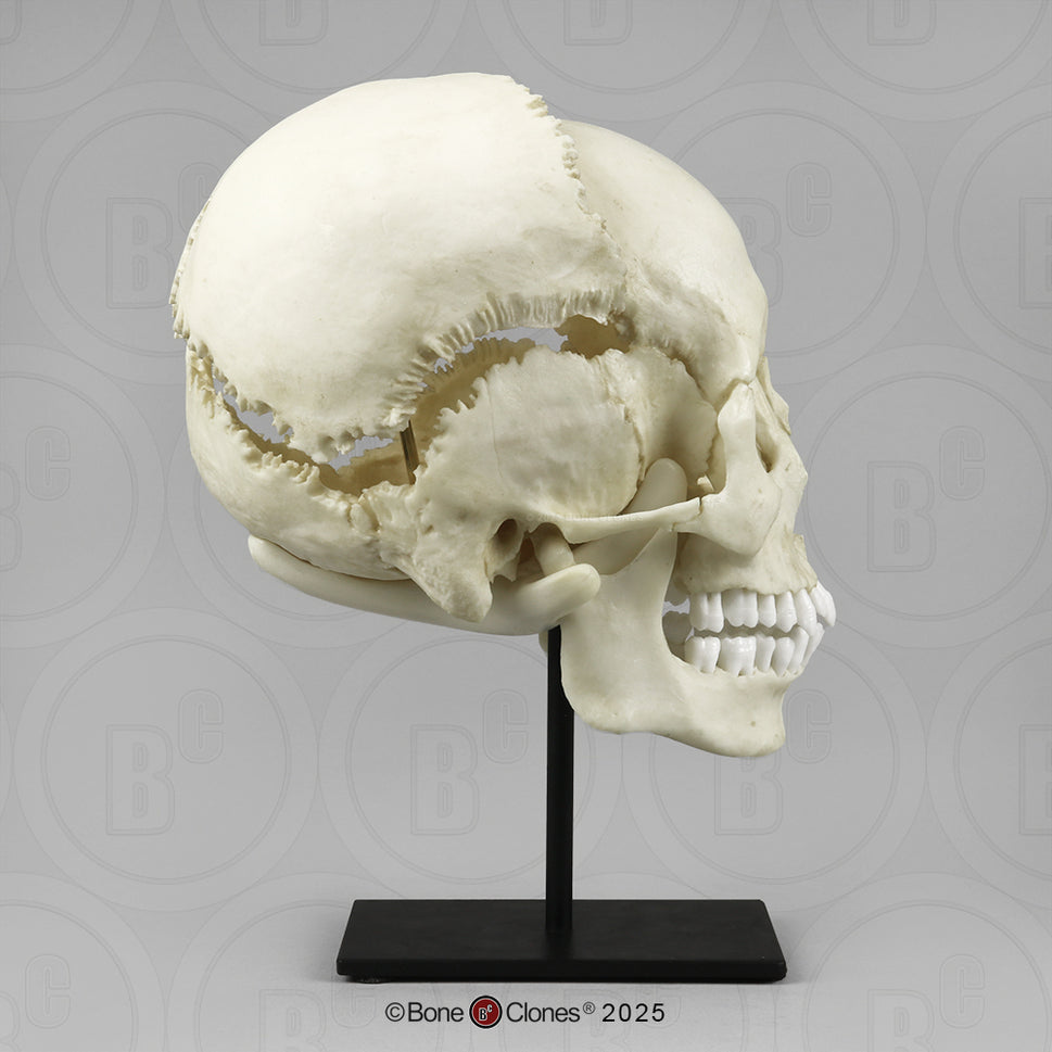 Human Medical Study Skull Model