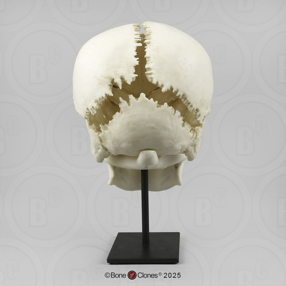Human Medical Study Skull Model