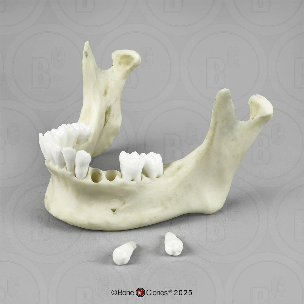 Human Medical Study Skull Model