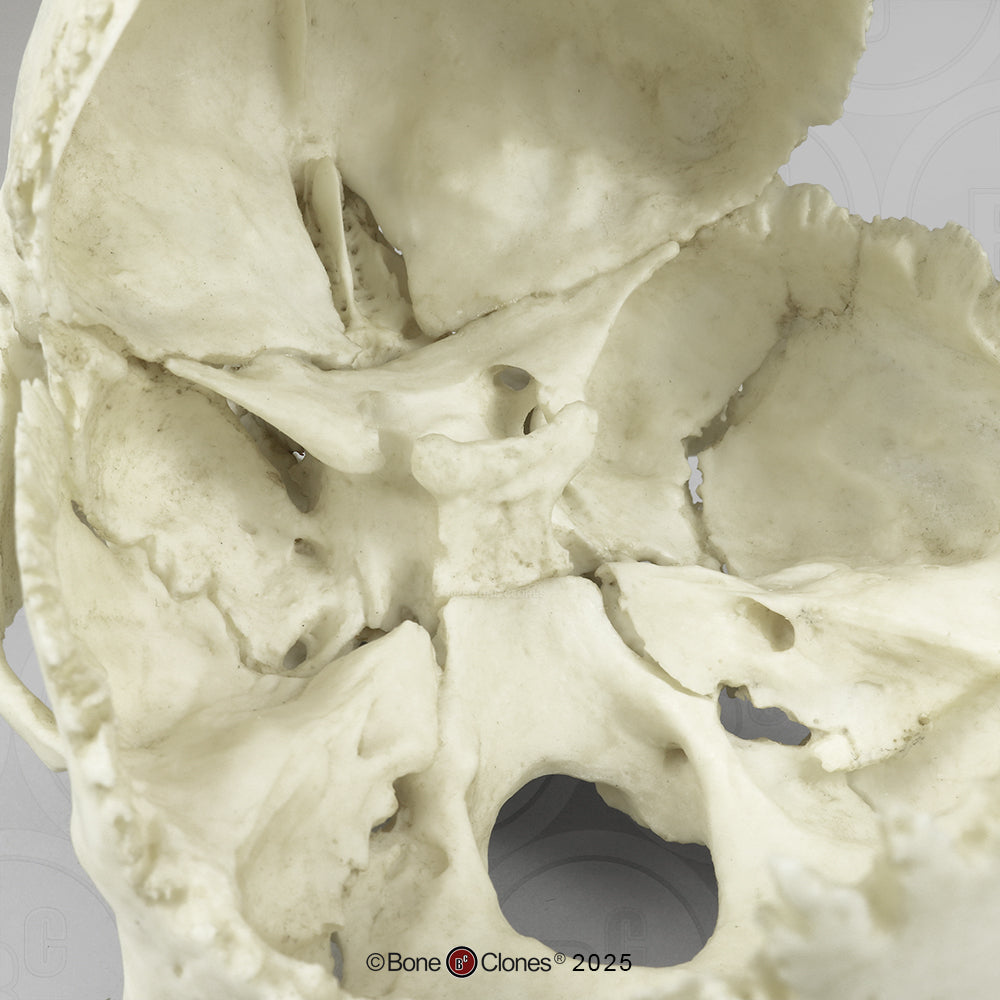 Human Medical Study Skull Model