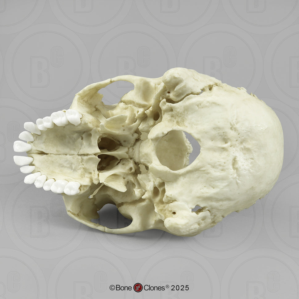 Human Medical Study Skull Model