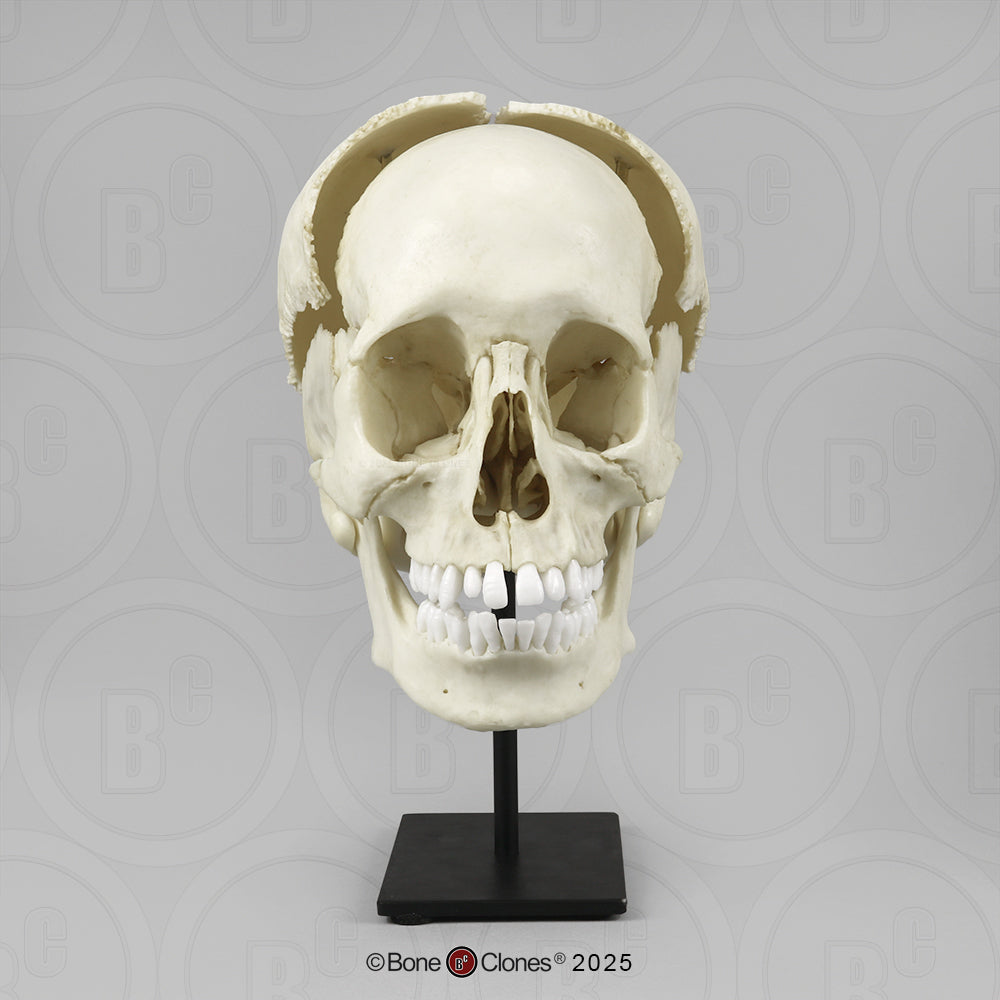 Human Medical Study Skull Model