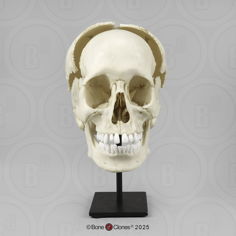 Human Medical Study Skull Model