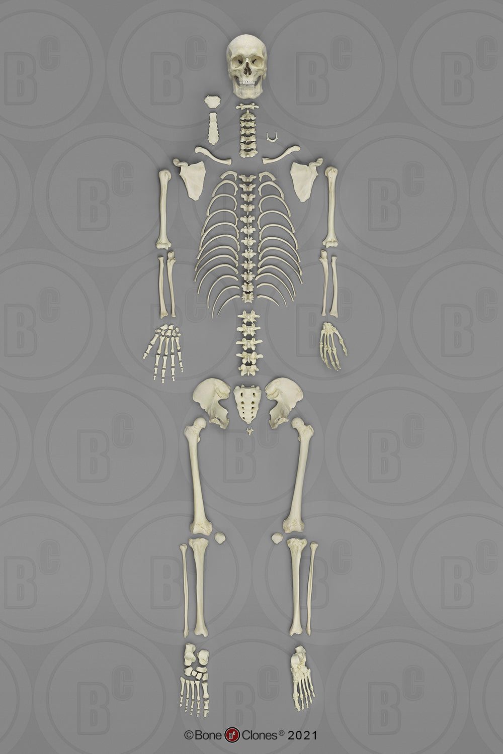 Bone Clones European Human Skeletons