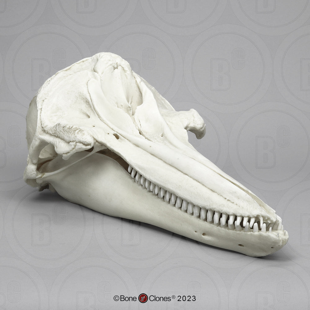 Bone Clones Large Mammal Skulls