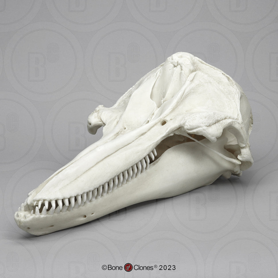 Bone Clones Large Mammal Skulls