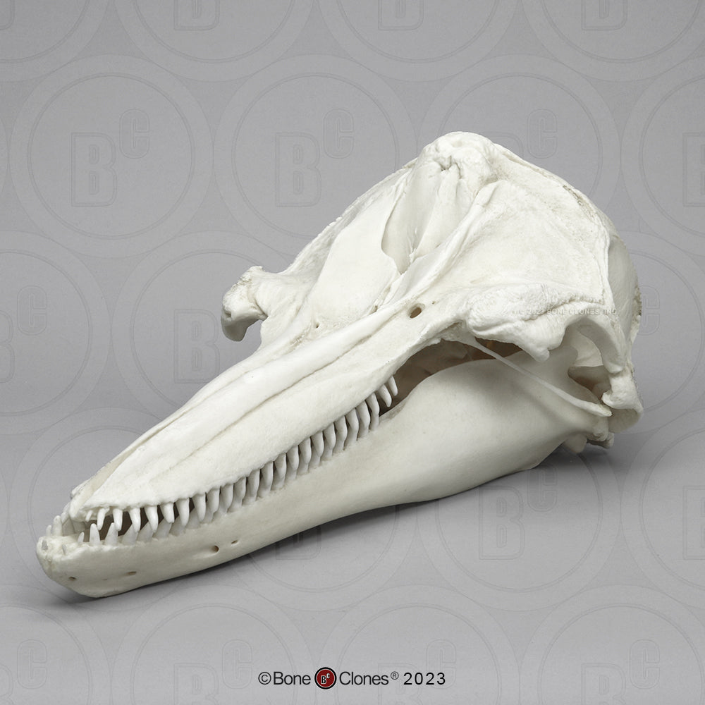 Bone Clones Large Mammal Skulls