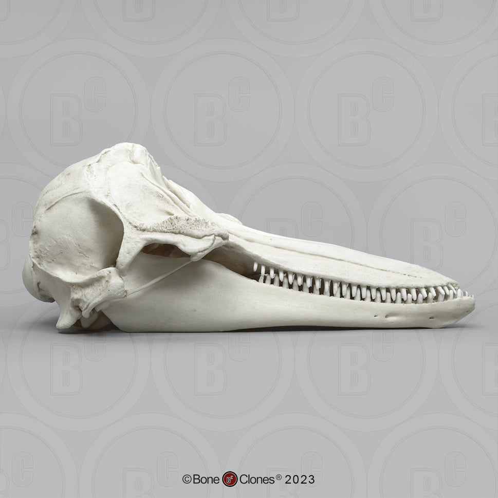Bone Clones Large Mammal Skulls