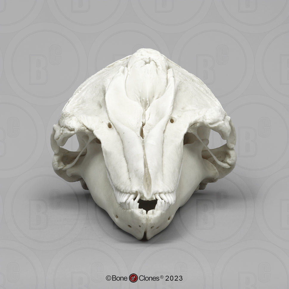 Bone Clones Large Mammal Skulls