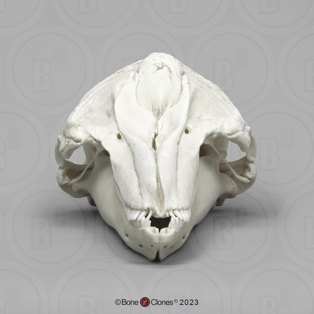 Bone Clones Large Mammal Skulls