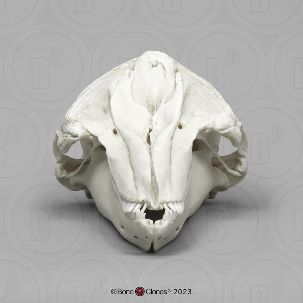 Bone Clones Large Mammal Skulls
