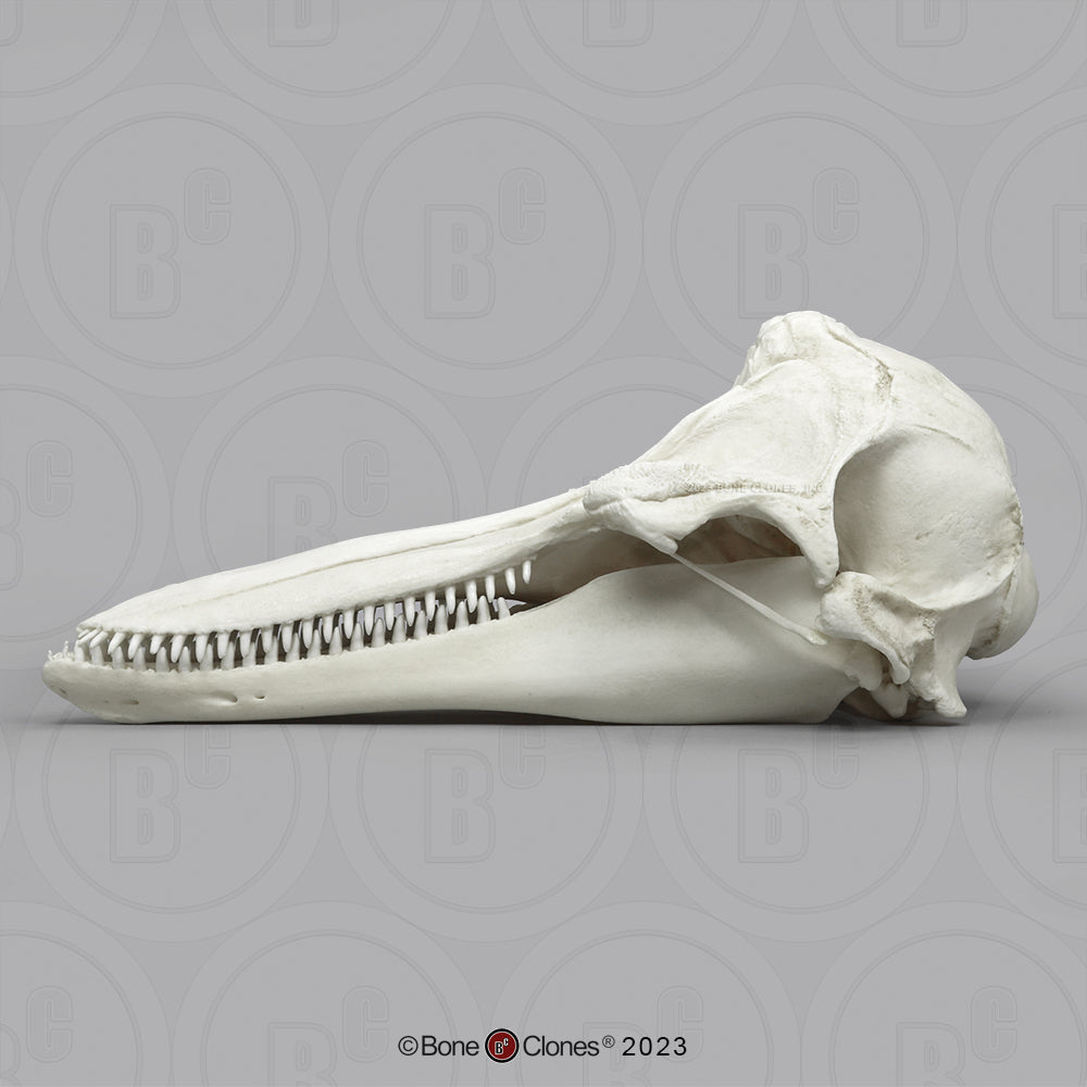 Bone Clones Large Mammal Skulls