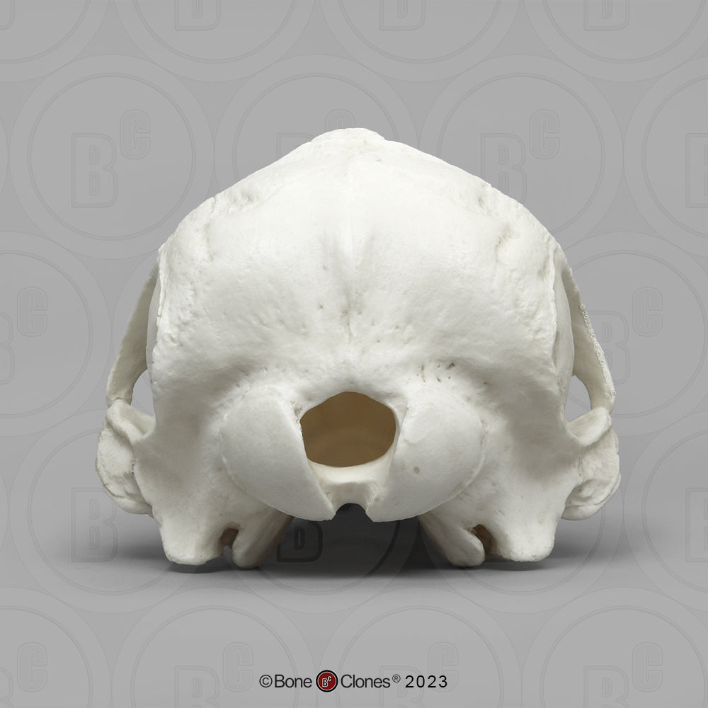 Bone Clones Large Mammal Skulls