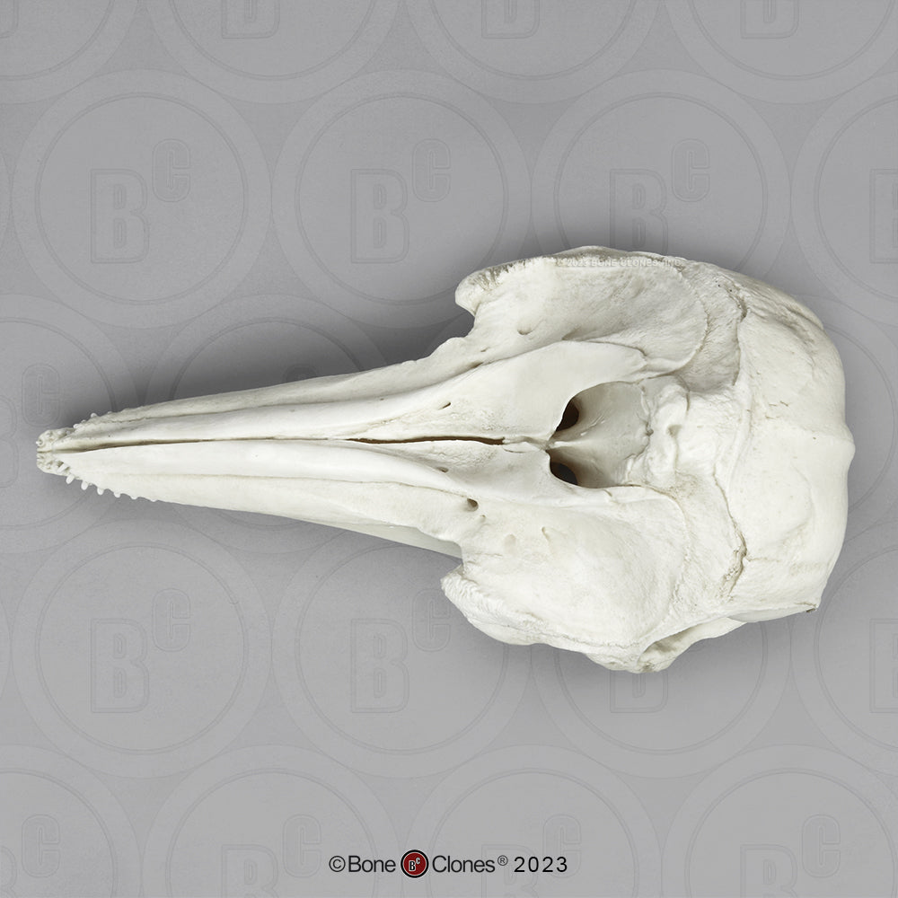 Bone Clones Large Mammal Skulls
