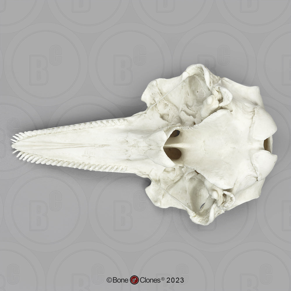 Bone Clones Large Mammal Skulls