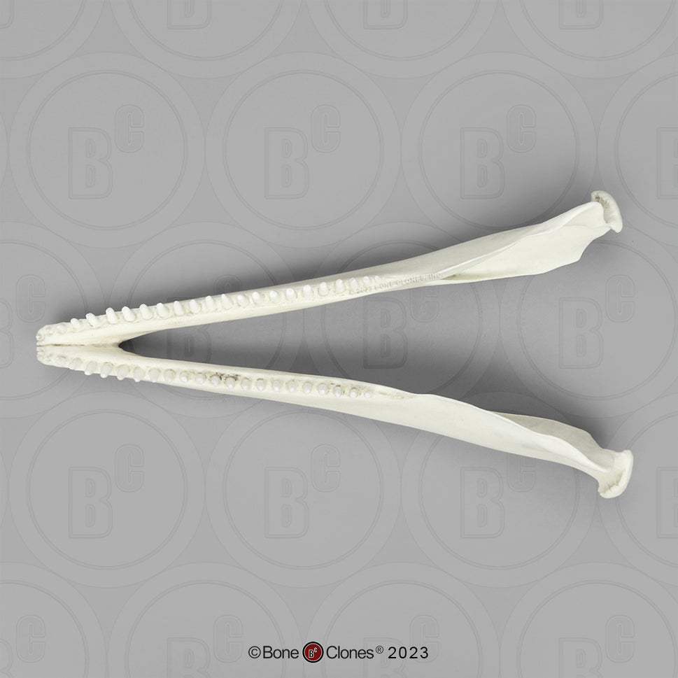 Bone Clones Large Mammal Skulls