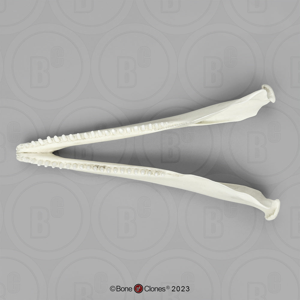 Bone Clones Large Mammal Skulls