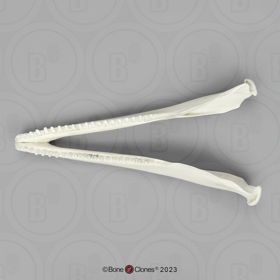Bone Clones Large Mammal Skulls