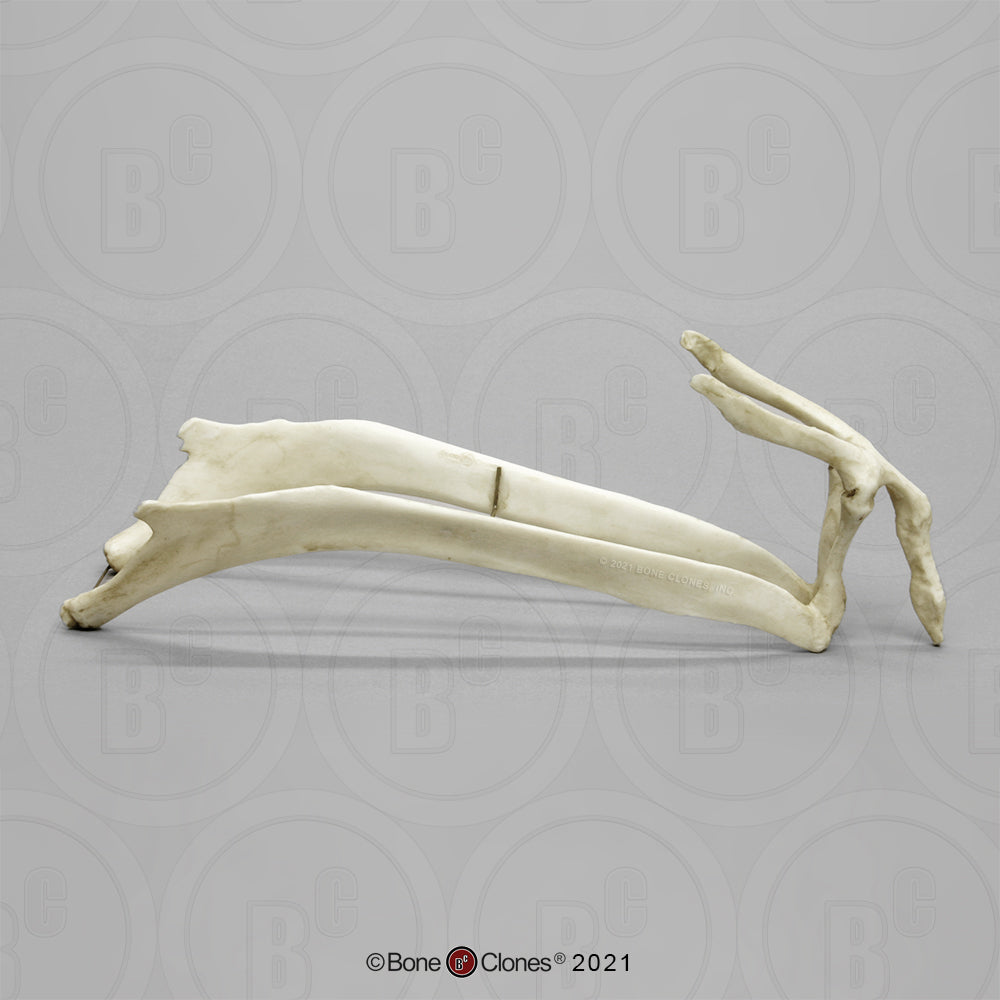 Bone Clones Equine Hyoid Model SC-125-HY