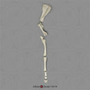 Switch Bone Clones Equine Front Leg Disarticulated  2 image