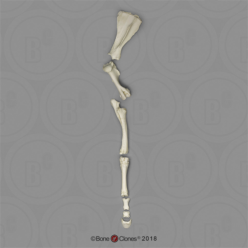 Bone Clones Equine Leg Model