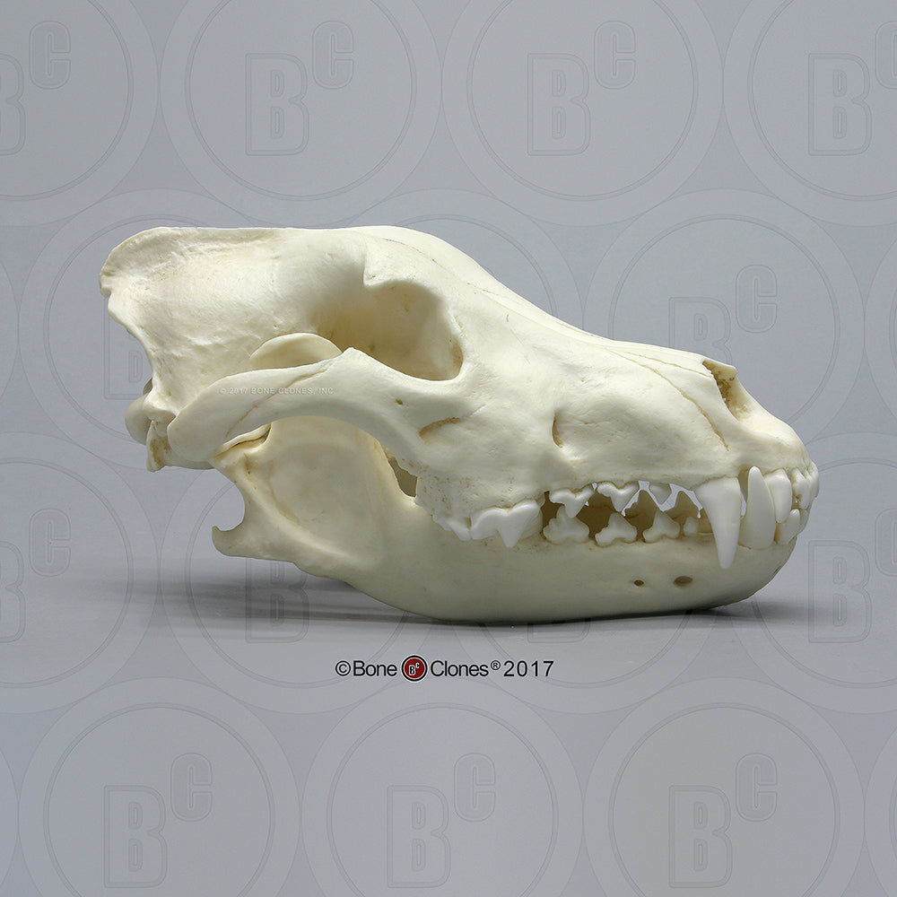 Bone Clones Large Mammal Skulls