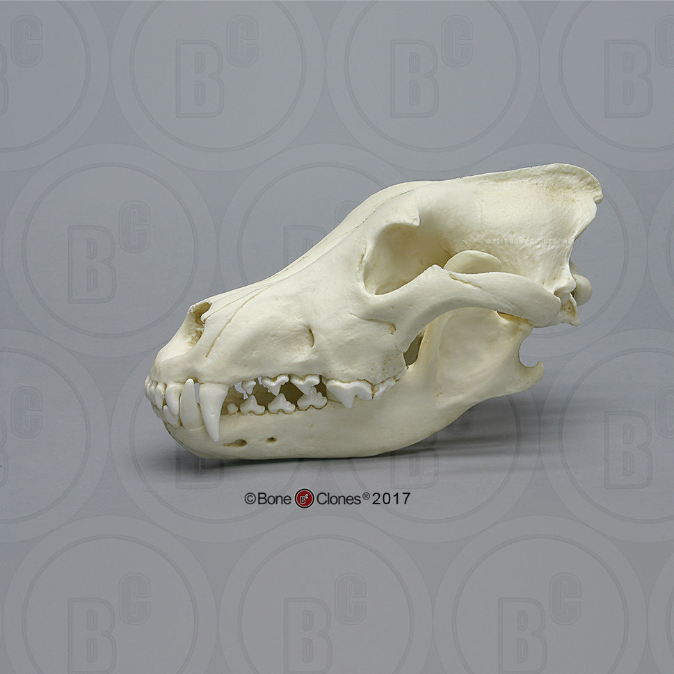 Bone Clones Large Mammal Skulls