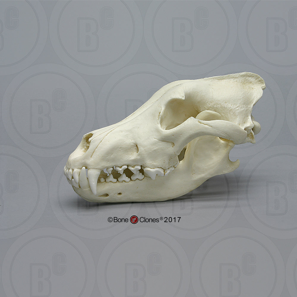 Bone Clones Large Mammal Skulls