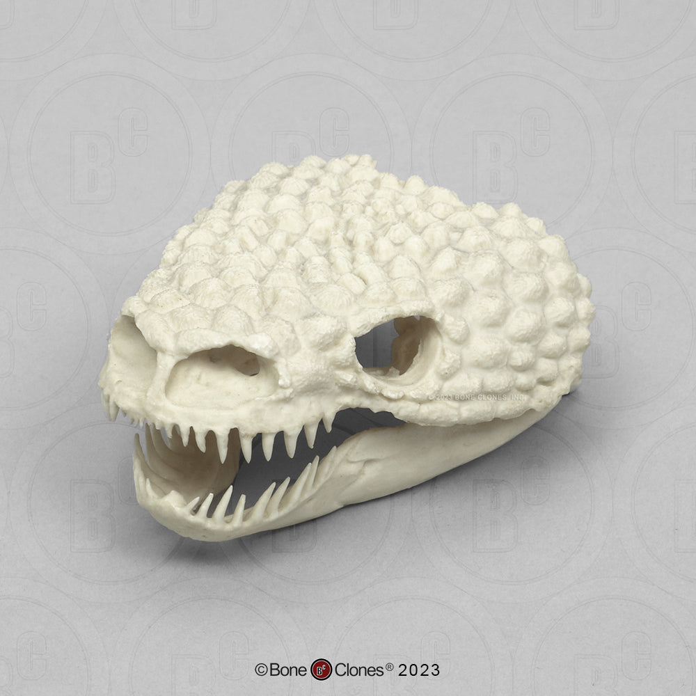 Bone Clones Reptile and Amphibian Skulls