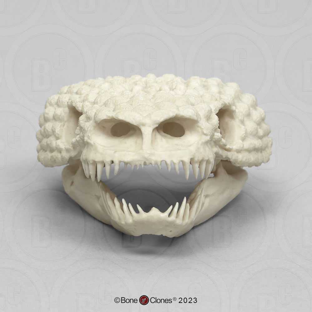 Bone Clones Reptile and Amphibian Skulls