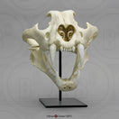 Switch Bone Clones Wild Cat Skulls 1 image