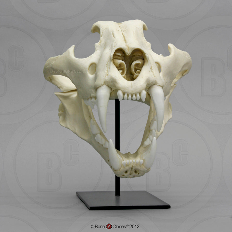 Bone Clones Wild Cat Skulls