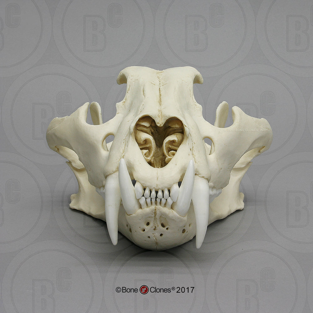 Bone Clones Wild Cat Skulls