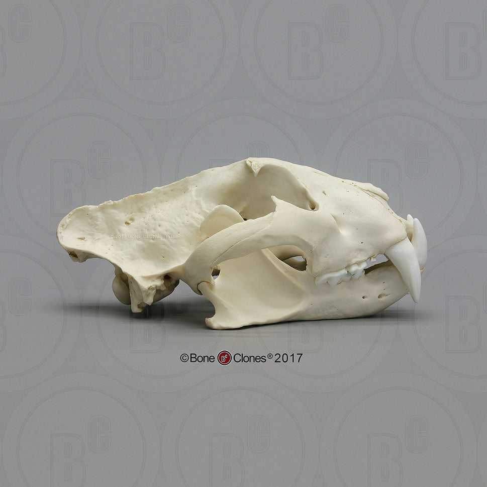 Bone Clones Wild Cat Skulls