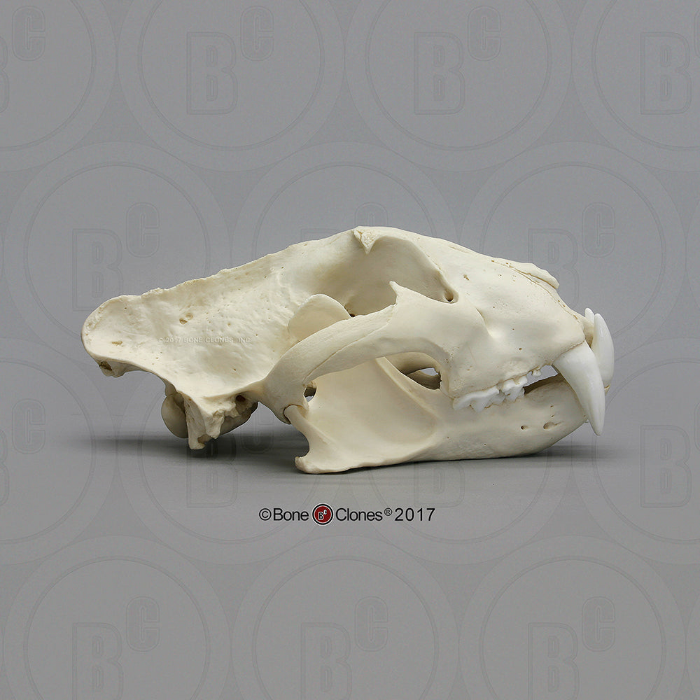 Bone Clones Wild Cat Skulls