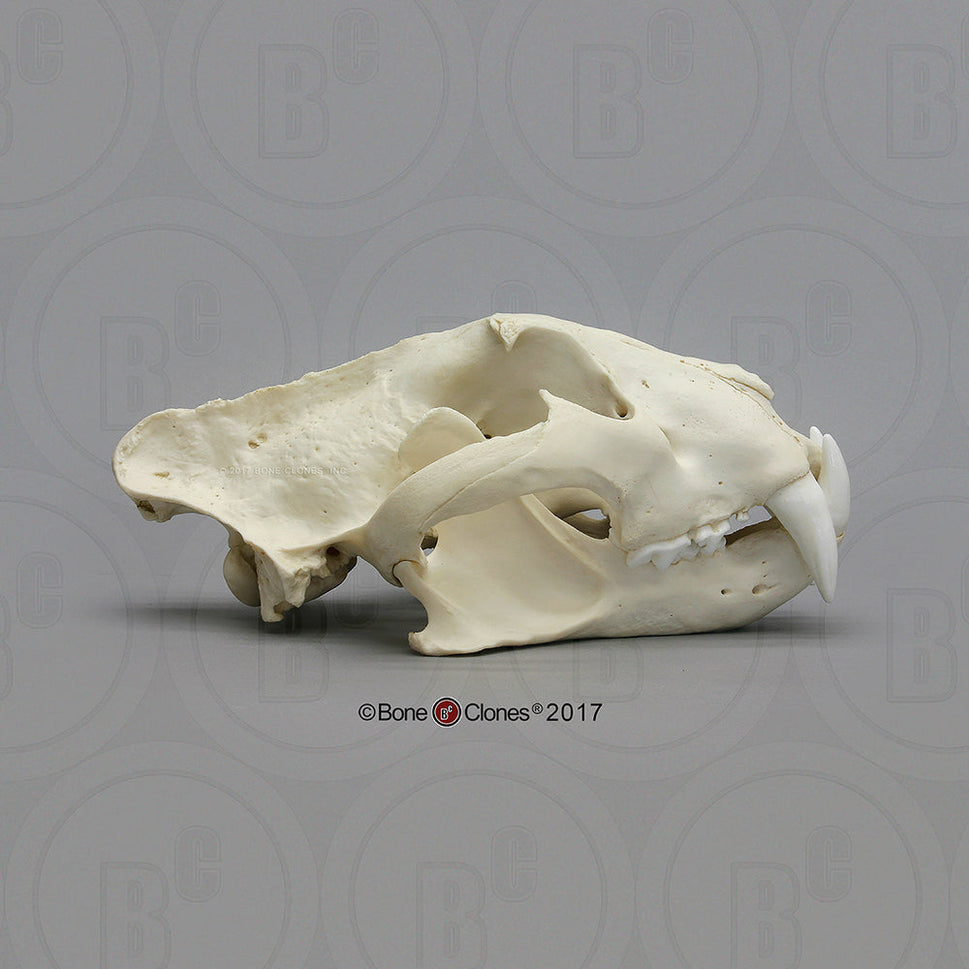 Bone Clones Wild Cat Skulls
