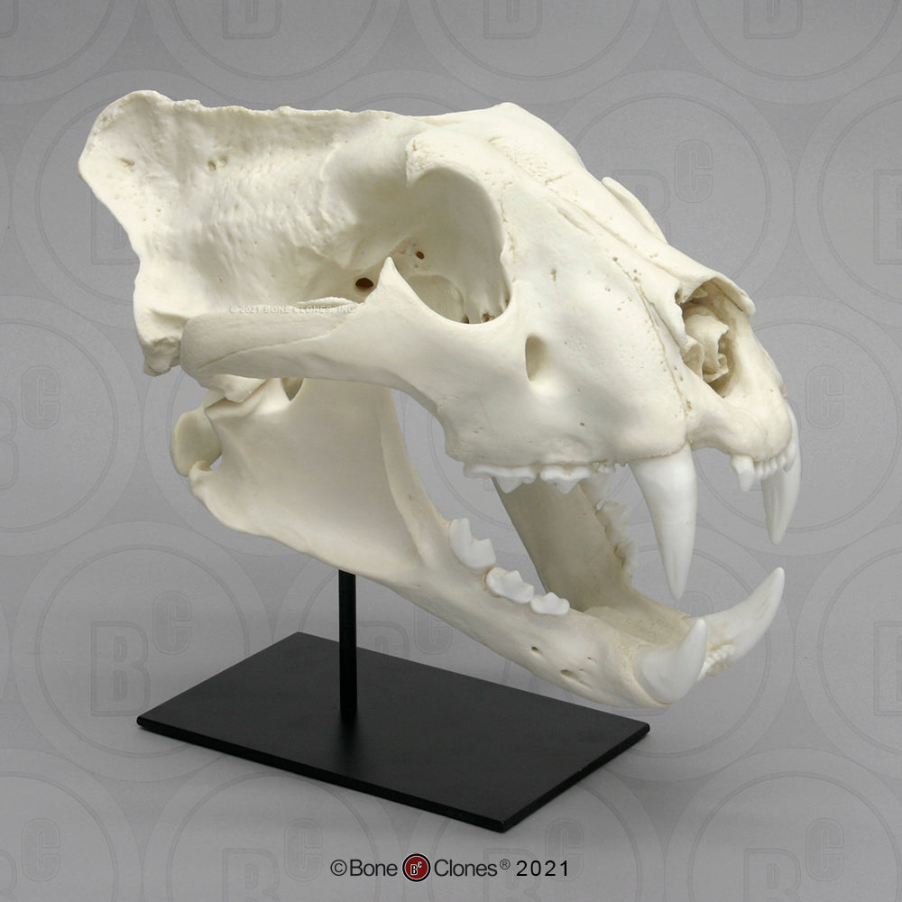 Bone Clones Wild Cat Skulls