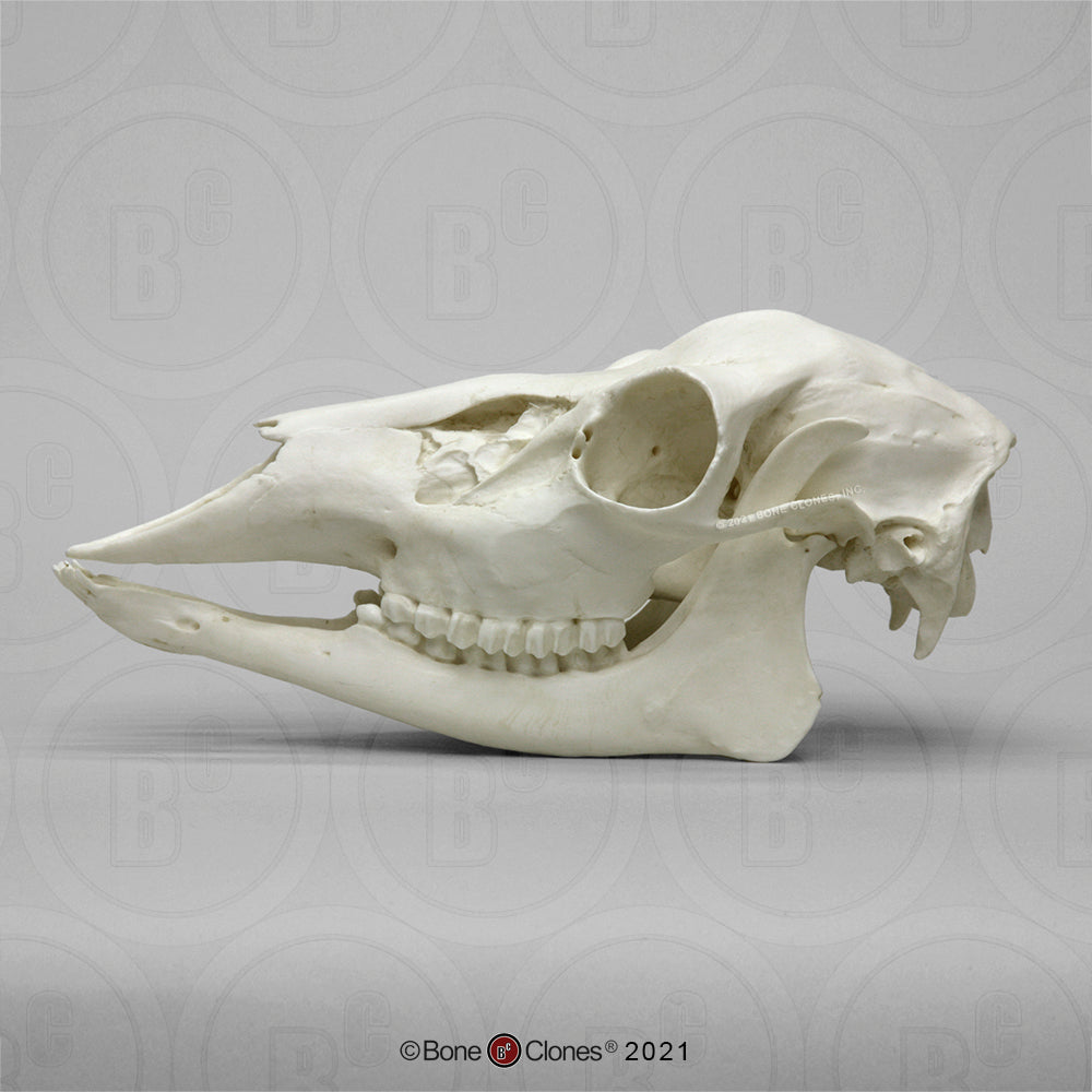 Bone Clones Large Mammal Skulls