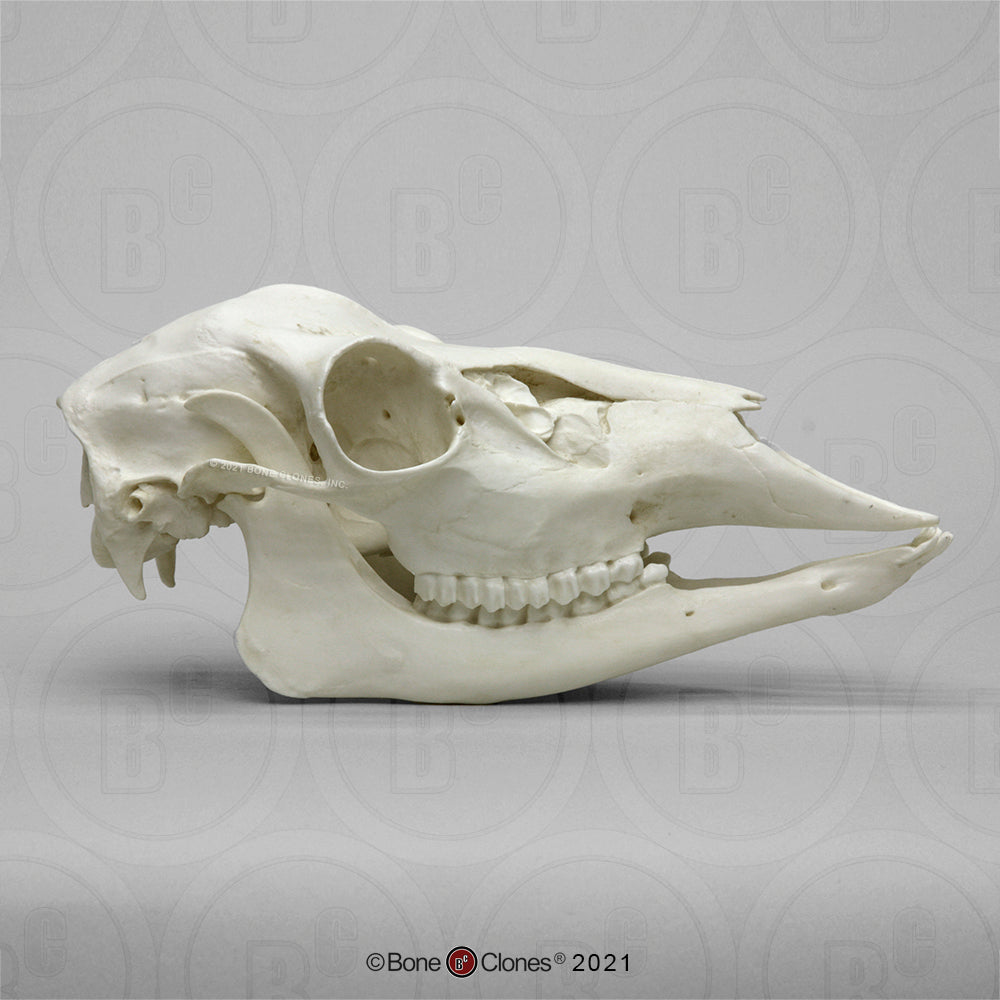 Bone Clones Large Mammal Skulls