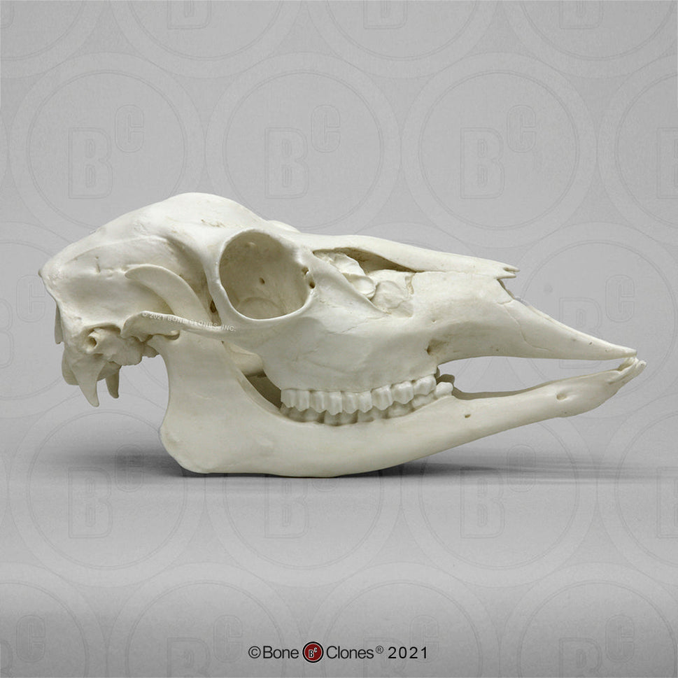 Bone Clones Large Mammal Skulls