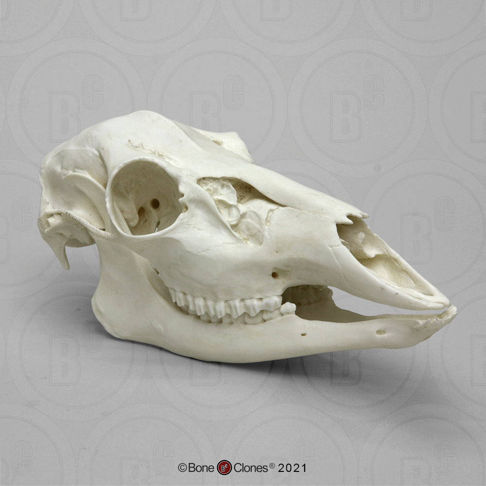 Bone Clones Large Mammal Skulls