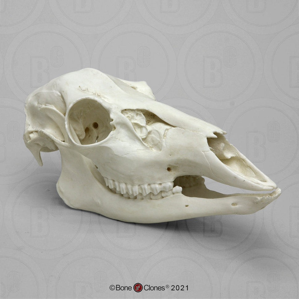 Bone Clones Large Mammal Skulls