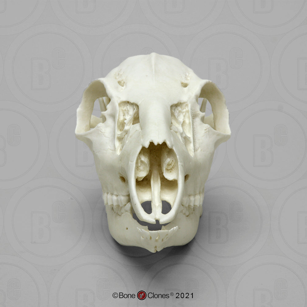 Bone Clones Large Mammal Skulls