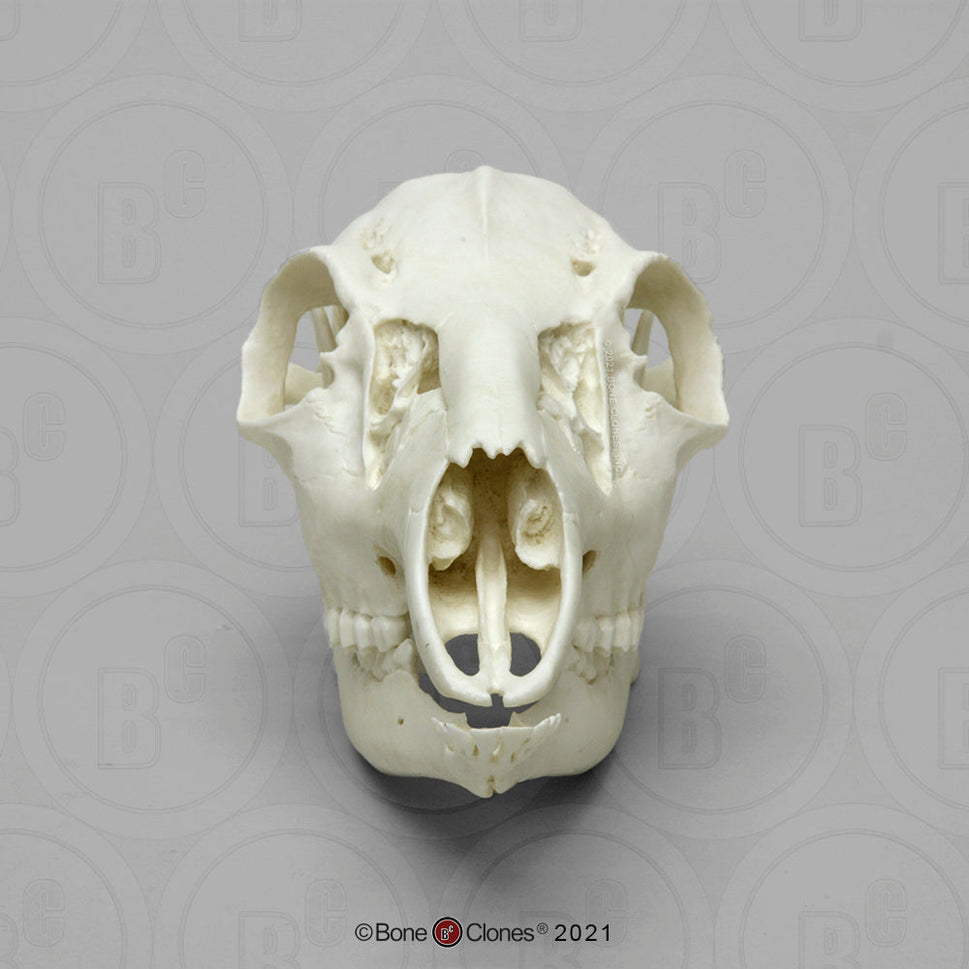 Bone Clones Large Mammal Skulls