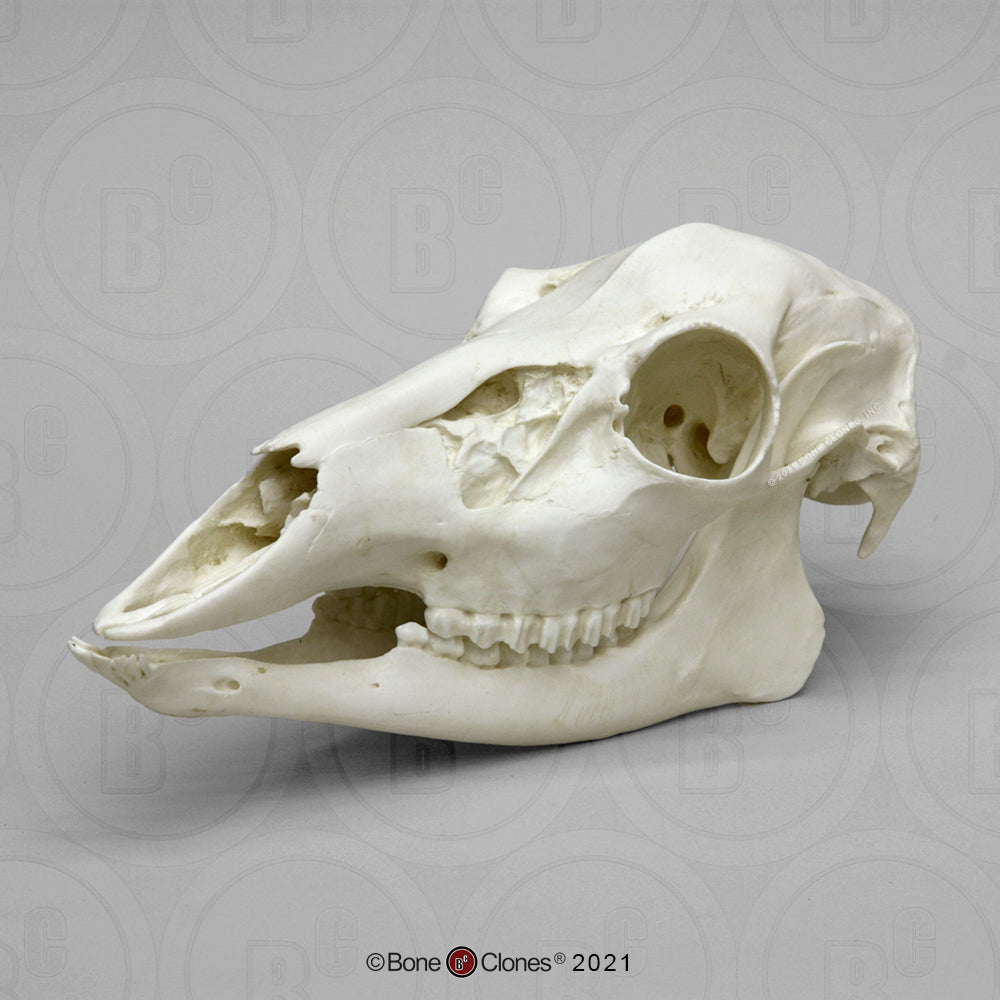 Bone Clones Large Mammal Skulls