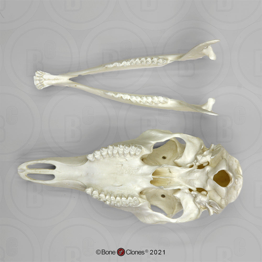 Bone Clones Large Mammal Skulls